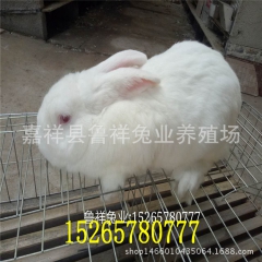 獭兔养殖场大量养殖獭兔 獭兔价格 獭兔行情