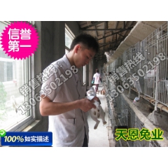 想致富养獭兔 投资小 利润大 繁殖快 周期短 养殖技术 养殖...