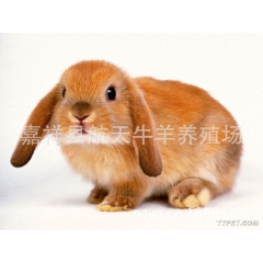 （獭兔）（价格预测）济宁獭兔大型养殖场，嘉祥獭兔