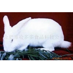 供应肉兔，獭兔，纯白色新西兰 伊拉兔、八点黑等兔种 实验兔