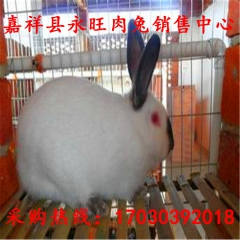 济宁新西兰肉兔 獭兔 伊拉兔 杂交野兔养殖基地