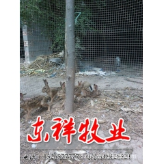 喜沃农场出售新西兰兔 獭兔 新西兰兔基地