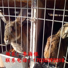 哪里能买到肉兔？出售：杂交野兔 比利时肉兔 獭兔 新西兰兔