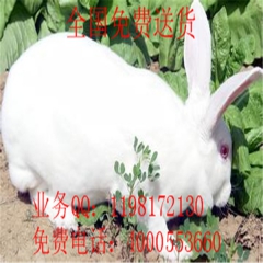 信阳市 出售 杂交野兔 野兔苗 肉兔 獭兔 新西兰兔 供应兔...