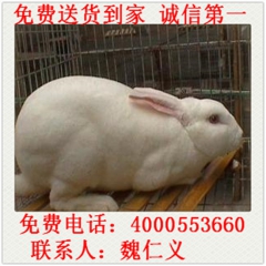 出售 獭兔 新西兰兔 肉兔 巨型兔 种兔苗 散养野兔 大型养...