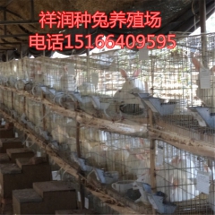 出售杂交野兔 成年纯种野兔 肉兔 獭兔 比利时 公羊兔 塞北