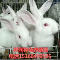 獭兔 獭兔苗 八点黑种兔 新西兰肉兔 比利时野兔 伊拉 比利