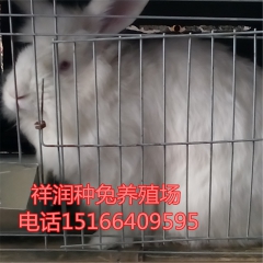 出售杂交野兔,纯种野兔 ,獭兔,比利时,长毛兔 新西兰兔免费...