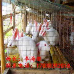 大型肉兔养殖 獭兔 德系獭兔 法系獭兔 新西兰兔苗
