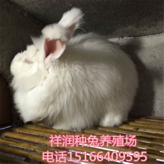 垂耳价格 长毛兔种 特种兽畜 安哥拉长毛兔多少钱 肉兔 獭兔