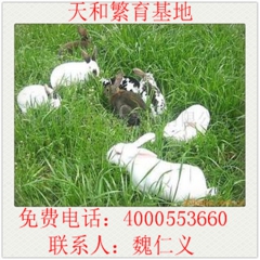 种兔繁育基地 供应 獭兔 兔种 兔苗 野兔苗 新西兰兔 怀孕...