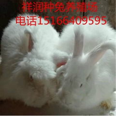 种兔养殖场出售新西兰兔 比利时 獭兔 种兔 兔苗