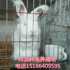长毛兔品种齐河南出售 纯种野兔,肉兔,獭兔,养殖技术负责运输
