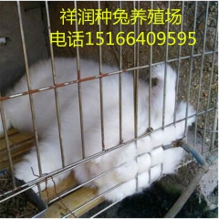 獭兔 獭兔苗 种兔 新西兰 比利时野兔 伊拉 公羊兔免费运输