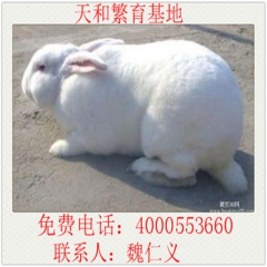 大型种兔 肉兔品种 獭兔 比利时野兔 新西兰兔 繁殖高 一窝...