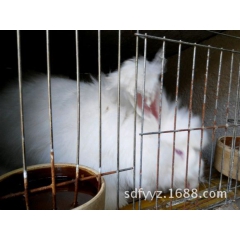 养兔子需要投资多少钱（獭兔 肉兔）