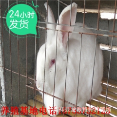 兔子养殖 獭兔 长毛兔 肉兔批发价格 种兔养殖