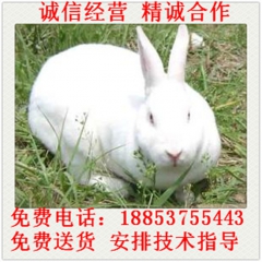 新西兰肉兔 比利时肉兔 獭兔 黑兔 肉兔种兔 伊拉兔 塞北兔