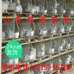 兔子养殖 獭兔 长毛兔养殖基地 肉兔批发价格 种兔养殖
