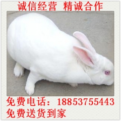 獭兔 獭兔苗 八点黑种兔 新西兰肉兔 比利时野兔 伊拉 比利...