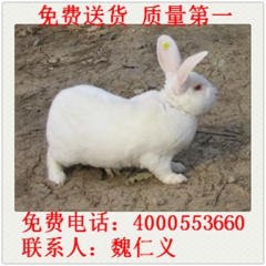 大量供应 种兔 小兔崽 大型肉兔 肉兔种 獭兔 新西兰兔 伊...