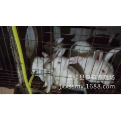 肉兔专业供货商  新西兰比利时伊拉克獭兔 品质优 价格低