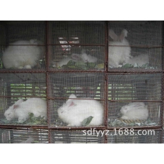 低价出售獭兔种兔 法系獭兔 美系獭兔 獭兔价格