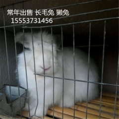 长毛兔适合山西养吗   什么品种的 野兔 适应能力强  肉兔...