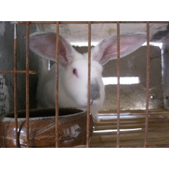 獭兔的经济效益 怎样护理怀孕獭兔 獭兔最新价格 獭兔森森养殖...