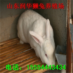 大量出售长毛兔出售 獭兔 比利时兔 润华养殖场