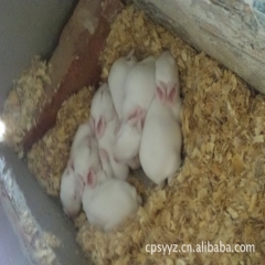 双运厂家常年养殖獭兔      良种畅销周边市区