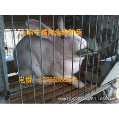 大量出售 獭兔 新西兰兔 大种兔 小兔崽  大型肉兔苗