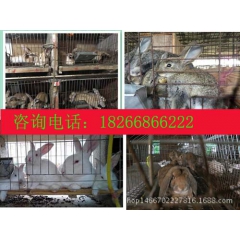 山东大型种兔繁育基地 出售比利时兔 新西兰兔 獭兔 观赏兔