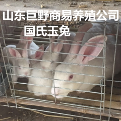 优质种兔 獭兔 俄系白兔 国氏玉兔 长期供应毛质好 产率高易...
