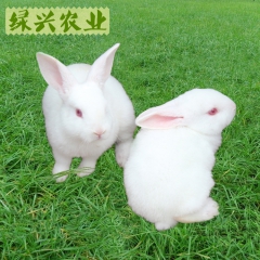 批发销售高品质宠物獭兔  超级萌宠 繁殖率高 遗传性能稳定