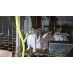 提供獭兔 肉兔 长毛兔 血统纯正 提供防疫育肥配料知识