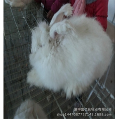 贵州在哪里可以买到性价比高的高产长毛兔质优价廉的长毛兔