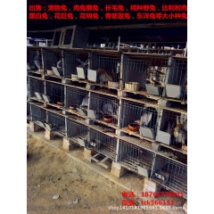 种兔幼兔肉兔养殖|批发零售宠物兔|长毛兔