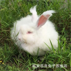 优质纯种安哥拉长毛兔 产毛率高 养殖场大量直供 欢迎引种养殖