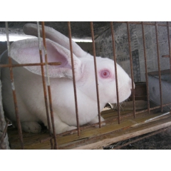 销售 各品系獭兔 肉兔 长毛兔 量大免费运输 欢迎来场参观学...