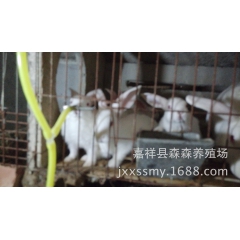 种兔养殖场免费技术指导 獭兔的防疫 肉兔 长毛兔 防疫 知识...