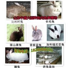纯种安哥拉长毛兔 巨型安哥拉兔 珍珠长毛兔 产量高 一次剪毛...