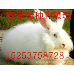 山东长毛兔养殖哪家好-供应山东质量好的长毛兔，出毛率高