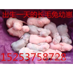 专业饲养长毛兔苗旺家特种养殖场常年大量销售长毛兔
