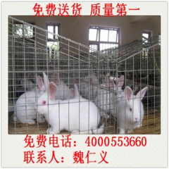 博野县德系獭兔 獭兔种兔 兔苗 种公兔 肉兔 新西兰兔 公羊...