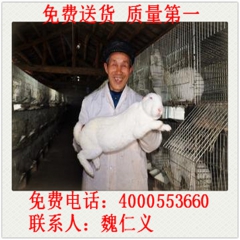 邢台市德系獭兔 獭兔种兔 兔苗 种公兔 肉兔 新西兰兔 公羊...