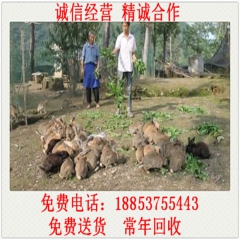出售 比利时野兔 比利时兔种 肉兔 杂交野兔 兔苗 比利时兔