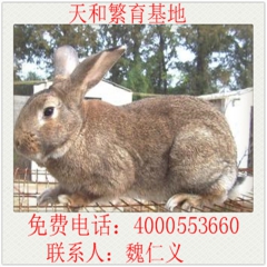 大型肉兔繁育基地 常年供应比利时肉兔 獭兔种兔 肉兔种兔 大...