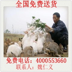 清远市大型肉兔 伊拉肉兔 比利时肉兔 獭兔 肉兔苗 种兔 肉...