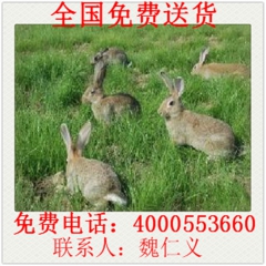 永济市 野兔苗 散养野兔 比利时野兔 比利时兔种 种兔 肉兔...